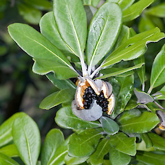Pittosporum crassifolium opened fruit showing seeds and mucilage. Riversdale.<br>Photographer: Jeremy R. Rolfe, Date taken: 01/05/2006, Licence: <a target='_blank' href='https://creativecommons.org/licenses/by/4.0'>CC BY</a>.