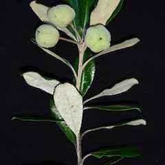 Pittosporum crassifolium with mature fruit fruit, Ex Cult. Auckland, January 2006.<br>Photographer: Peter J de Lange, Licence: <a target='_blank' href='https://creativecommons.org/licenses/by-nc/4.0'>CC BY-NC</a>.