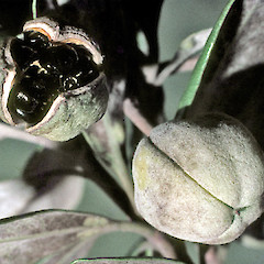 Fruit. In cultivation. Jul 2007.<br>Photographer: Colin C. Ogle, Licence: <a target='_blank' href='https://creativecommons.org/licenses/by-nc/4.0'>CC BY-NC</a>.
