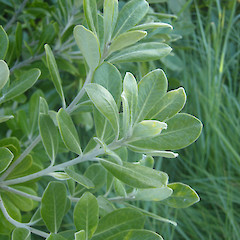 Tawharanui Regional Park, Auckland (planted tree).<br>Photographer: John Sawyer, Licence: <a target='_blank' href='https://creativecommons.org/licenses/by-nc/4.0'>CC BY-NC</a>.
