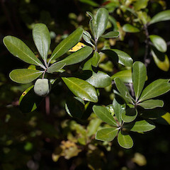 Pittosporum crassifolium.<br>Photographer: Mike Thorsen, Licence: All rights reserved.