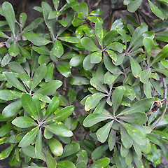 Piha, west Auckland.<br>Photographer: John Sawyer, Date taken: 01/06/2013, Licence: <a target='_blank' href='https://creativecommons.org/licenses/by-nc/4.0'>CC BY-NC</a>.