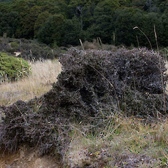 Cobb V., Kahurangi N.P.<br>Photographer: Mike Thorsen, Licence: All rights reserved.