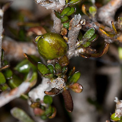 capsule and leaves. Cobb V., Kahurnagi N.P.<br>Photographer: Mike Thorsen, Licence: All rights reserved.