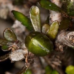 capsule. Cobb V., Kahurangi N.P.<br>Photographer: Mike Thorsen, Licence: All rights reserved.