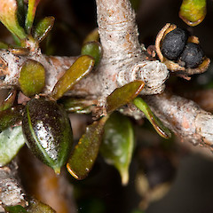 fresh and old capsule. Cobb V., Kahurangi N.P.<br>Photographer: Mike Thorsen, Licence: All rights reserved.