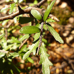Sugarloaf, Canterbury (leaf detail).<br>Photographer: Jesse Bythell, Licence: <a target='_blank' href='https://creativecommons.org/licenses/by-nc/4.0'>CC BY-NC</a>.