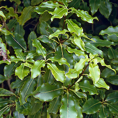 Otri Wilton’s Bush, Wellington.<br>Photographer: Jeremy R. Rolfe, Date taken: 28/01/1986, Licence: <a target='_blank' href='https://creativecommons.org/licenses/by/4.0'>CC BY</a>.