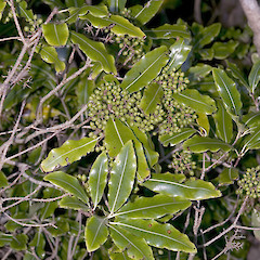 Bartons Bush, Trentham.<br>Photographer: Jeremy R. Rolfe, Date taken: 27/06/2005, Licence: <a target='_blank' href='https://creativecommons.org/licenses/by/4.0'>CC BY</a>.