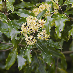 Bartons Bush, Trentham.<br>Photographer: Jeremy R. Rolfe, Date taken: 02/10/2005, Licence: <a target='_blank' href='https://creativecommons.org/licenses/by/4.0'>CC BY</a>.