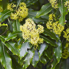 Bartons Bush, Trentham.<br>Photographer: Jeremy R. Rolfe, Date taken: 02/10/2005, Licence: <a target='_blank' href='https://creativecommons.org/licenses/by/4.0'>CC BY</a>.