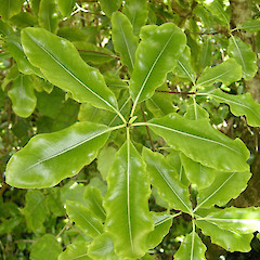 Butterfly Creek, Eastbourne.<br>Photographer: John Sawyer, Licence: <a target='_blank' href='https://creativecommons.org/licenses/by-nc/4.0'>CC BY-NC</a>.