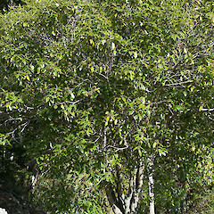 Maidstone Park, Upper Hutt.<br>Photographer: Jeremy R. Rolfe, Date taken: 11/07/2010, Licence: <a target='_blank' href='https://creativecommons.org/licenses/by/4.0'>CC BY</a>.