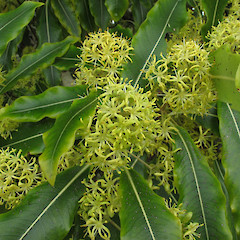 Masterton.<br>Photographer: John Barkla, Date taken: 01/09/2012, Licence: <a target='_blank' href='https://creativecommons.org/licenses/by/4.0'>CC BY</a>.