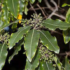 Pittosporum eugenioides.<br>Photographer: Mike Thorsen, Licence: All rights reserved.