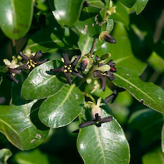 Bartons Bush, Trentham, Upper Hutt.<br>Photographer: Jeremy R. Rolfe, Date taken: 28/09/2005, Licence: <a target='_blank' href='https://creativecommons.org/licenses/by/4.0'>CC BY</a>.