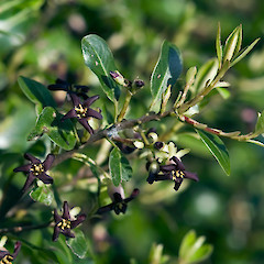 Bartons Bush, Trentham, Upper Hutt.<br>Photographer: Jeremy R. Rolfe, Date taken: 28/09/2005, Licence: <a target='_blank' href='https://creativecommons.org/licenses/by/4.0'>CC BY</a>.