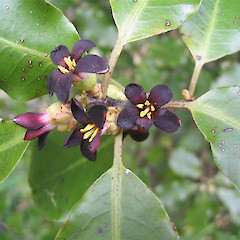 Pittosporum tenuifolium in flower Dunedin.<br>Photographer: John Barkla, Licence: <a target='_blank' href='https://creativecommons.org/licenses/by/4.0'>CC BY</a>.