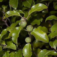 Pittosporum tenuifolium.<br>Photographer: Mike Thorsen, Licence: All rights reserved.