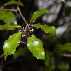 Hutchinsons Bush, Hawkes Bay.<br>Photographer: Mike Thorsen, Date taken: 16/10/2013, Licence: All rights reserved.