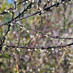 Pauatahanui.<br>Photographer: Jeremy R. Rolfe, Date taken: 08/04/2006, Licence: <a target='_blank' href='https://creativecommons.org/licenses/by/4.0'>CC BY</a>. <a class='member-message' href='/nzpcn/why-join-nzpcn/' target='_blank'>Members can view a larger version of this image.</a>