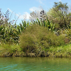 Plagianthus divaricatus.<br>Photographer: Wayne Bennett, Licence: <a target='_blank' href='https://creativecommons.org/licenses/by-nc/4.0'>CC BY-NC</a>. <a class='member-message' href='/nzpcn/why-join-nzpcn/' target='_blank'>Members can view a larger version of this image.</a>
