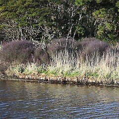 Long Beach, Dunedin.<br>Photographer: Mike Thorsen, Licence: All rights reserved. <a class='member-message' href='/nzpcn/why-join-nzpcn/' target='_blank'>Members can view a larger version of this image.</a>
