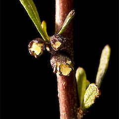 Female flowers. Long Beach, Dunedin.<br>Photographer: Mike Thorsen, Licence: All rights reserved. <a class='member-message' href='/nzpcn/why-join-nzpcn/' target='_blank'>Members can view a larger version of this image.</a>