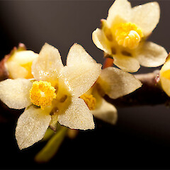 Male flowers. Long Beach, Dunedin.<br>Photographer: Mike Thorsen, Licence: All rights reserved. <a class='member-message' href='/nzpcn/why-join-nzpcn/' target='_blank'>Members can view a larger version of this image.</a>
