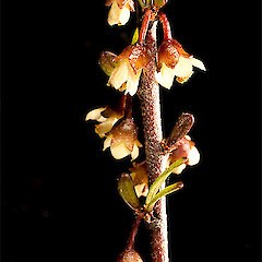 Male flowers. Long Beach, Dunedin.<br>Photographer: Mike Thorsen, Licence: All rights reserved. <a class='member-message' href='/nzpcn/why-join-nzpcn/' target='_blank'>Members can view a larger version of this image.</a>