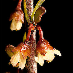 Male flowers. Long Beach, Dunedin.<br>Photographer: Mike Thorsen, Licence: All rights reserved. <a class='member-message' href='/nzpcn/why-join-nzpcn/' target='_blank'>Members can view a larger version of this image.</a>