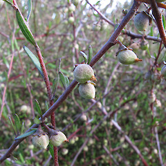 Fruits, North Otago.<br>Photographer: John Barkla, Licence: <a target='_blank' href='https://creativecommons.org/licenses/by/4.0'>CC BY</a>. <a class='member-message' href='/nzpcn/why-join-nzpcn/' target='_blank'>Members can view a larger version of this image.</a>
