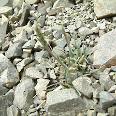 Island saddle, January.<br>Photographer: John Smith-Dodsworth, Licence: <a target='_blank' href='https://creativecommons.org/licenses/by-nc/4.0'>CC BY-NC</a>.