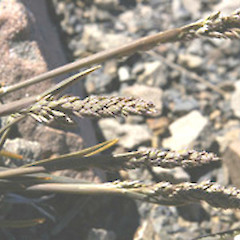 Poa buchananii.<br>Photographer: John Smith-Dodsworth, Licence: <a target='_blank' href='https://creativecommons.org/licenses/by-nc/4.0'>CC BY-NC</a>.