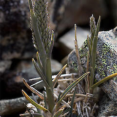 Ida Range.<br>Photographer: Mike Thorsen, Licence: All rights reserved. <a class='member-message' href='/nzpcn/why-join-nzpcn/' target='_blank'>Members can view a larger version of this image.</a>
