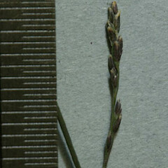 Poa kirkii