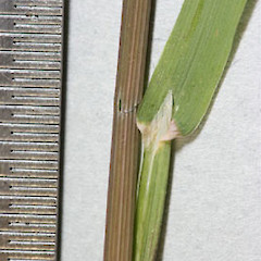 Ligule, Emerald Stream.<br>Photographer: Mike Thorsen, Licence: All rights reserved.