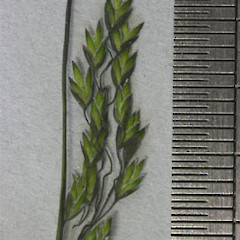 Spikelets, Macraes Flat.<br>Photographer: Mike Thorsen, Licence: All rights reserved.
