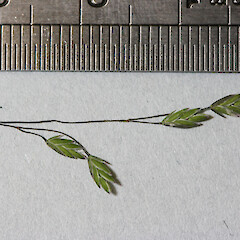Poa kirkii.<br>Photographer: Mike Thorsen, Licence: All rights reserved. <a class='member-message' href='/nzpcn/why-join-nzpcn/' target='_blank'>Members can view a larger version of this image.</a>