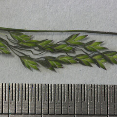 Poa kirkii.<br>Photographer: Mike Thorsen, Licence: All rights reserved. <a class='member-message' href='/nzpcn/why-join-nzpcn/' target='_blank'>Members can view a larger version of this image.</a>
