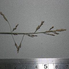 Poa kirkii.<br>Photographer: Mike Thorsen, Licence: All rights reserved. <a class='member-message' href='/nzpcn/why-join-nzpcn/' target='_blank'>Members can view a larger version of this image.</a>