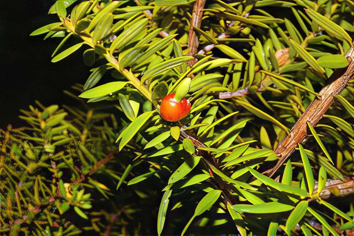 Podocarpus acutifolius  New Zealand Plant Conservation Network