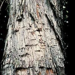 Totara bark.<br>Photographer: Department of Conservation, Licence: Public domain.