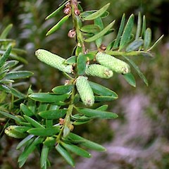 Male cones. Oct 2006.<br>Photographer: Peter J de Lange, Licence: <a target='_blank' href='https://creativecommons.org/licenses/by-nc/4.0'>CC BY-NC</a>.