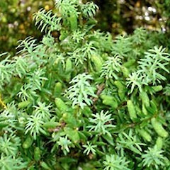 Male cones. Oct 2006.<br>Photographer: Peter J de Lange, Licence: <a target='_blank' href='https://creativecommons.org/licenses/by-nc/4.0'>CC BY-NC</a>.