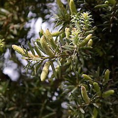 Bartons Bush, Trentham, Upper Hutt.<br>Photographer: Jeremy R. Rolfe, Date taken: 02/10/2005, Licence: <a target='_blank' href='https://creativecommons.org/licenses/by/4.0'>CC BY</a>.