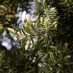 Bartons Bush, Trentham, Upper Hutt.<br>Photographer: Jeremy R. Rolfe, Date taken: 02/10/2005, Licence: <a target='_blank' href='https://creativecommons.org/licenses/by/4.0'>CC BY</a>. <a class='member-message' href='/nzpcn/why-join-nzpcn/' target='_blank'>Members can view a larger version of this image.</a>