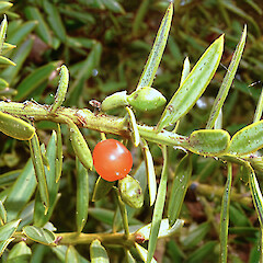 Podocarpus totara var. totara.<br>Photographer: John Smith-Dodsworth, Licence: <a target='_blank' href='https://creativecommons.org/licenses/by-nc/4.0'>CC BY-NC</a>. <a class='member-message' href='/nzpcn/why-join-nzpcn/' target='_blank'>Members can view a larger version of this image.</a>