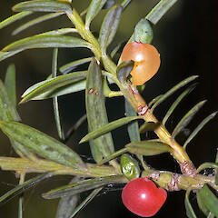 Trentham, Upper Hutt.<br>Photographer: Jeremy R. Rolfe, Date taken: 23/02/2006, Licence: <a target='_blank' href='https://creativecommons.org/licenses/by/4.0'>CC BY</a>. <a class='member-message' href='/nzpcn/why-join-nzpcn/' target='_blank'>Members can view a larger version of this image.</a>