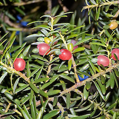 Trentham, Upper Hutt.<br>Photographer: Jeremy R. Rolfe, Date taken: 23/02/2006, Licence: <a target='_blank' href='https://creativecommons.org/licenses/by/4.0'>CC BY</a>.